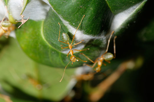 Image of Asian Weaver Ant