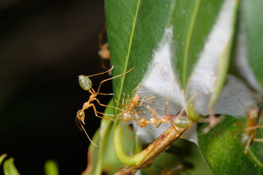 Image of Asian Weaver Ant