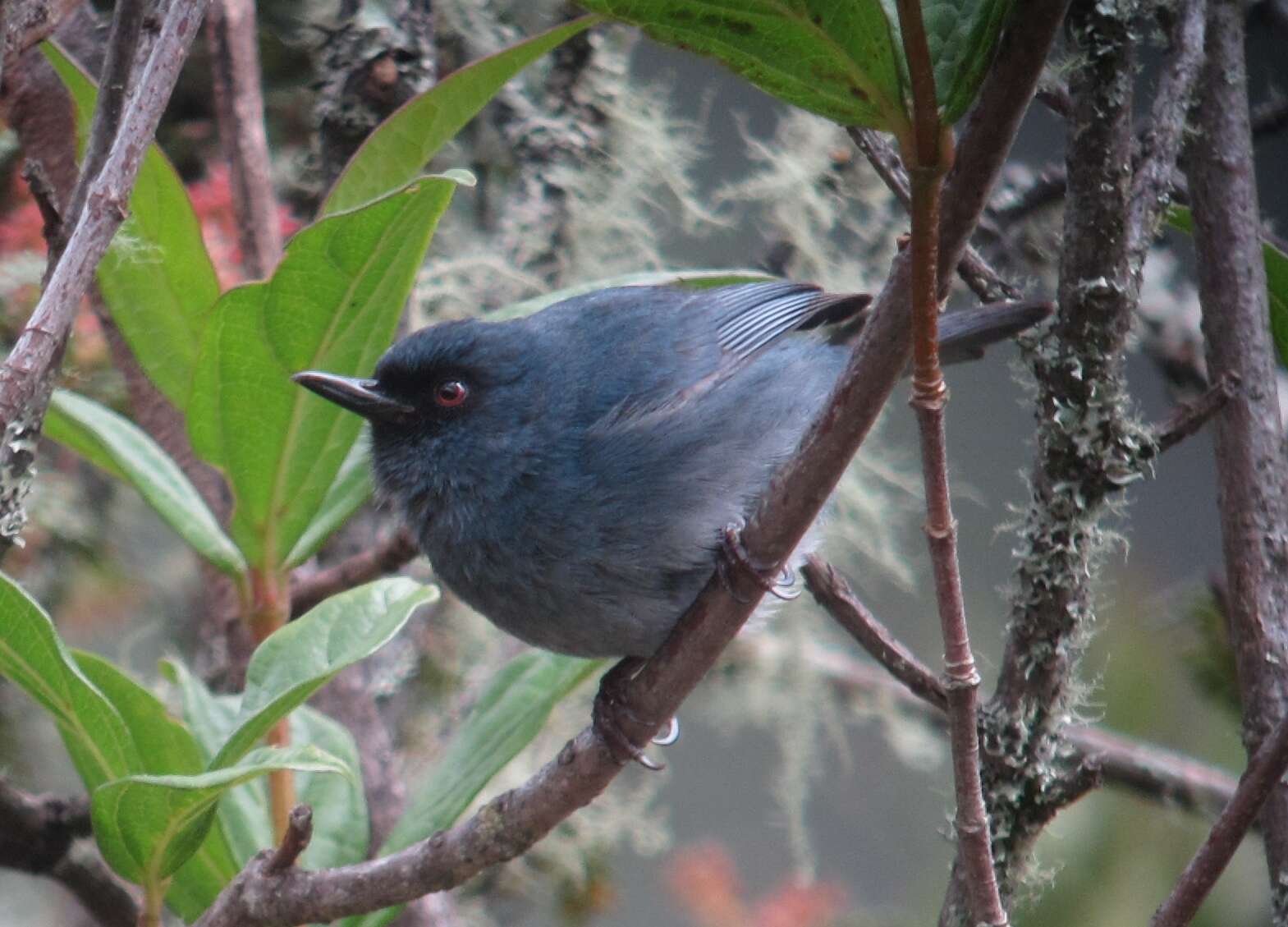 Image of Bluish Flower-piercer