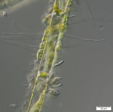 Image of <i>Aphanochaete repens</i>