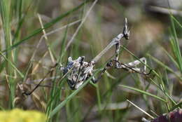 Image of conehead mantis