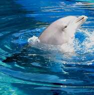 Image of Bottlenose Dolphin