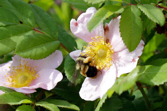 18.https www inaturalist org photos 2078974.580x360