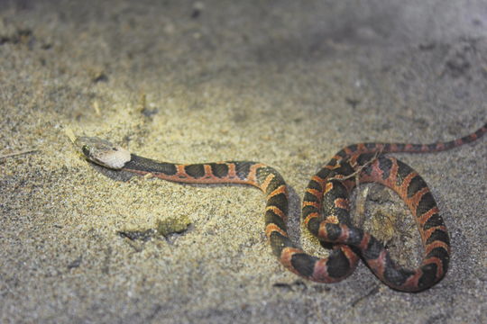 18.https www inaturalist org photos 2078981.580x360
