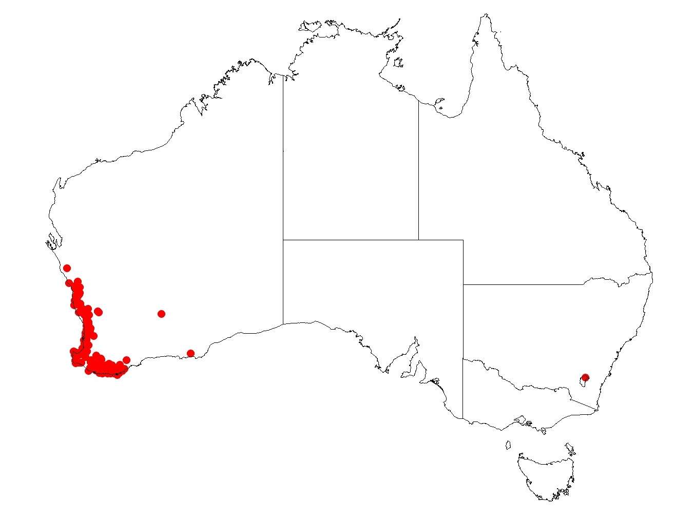 Image of Tribonanthes australis Endl.