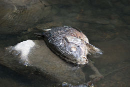 Image of <i>Cyprinus <i>carpio</i></i> carpio