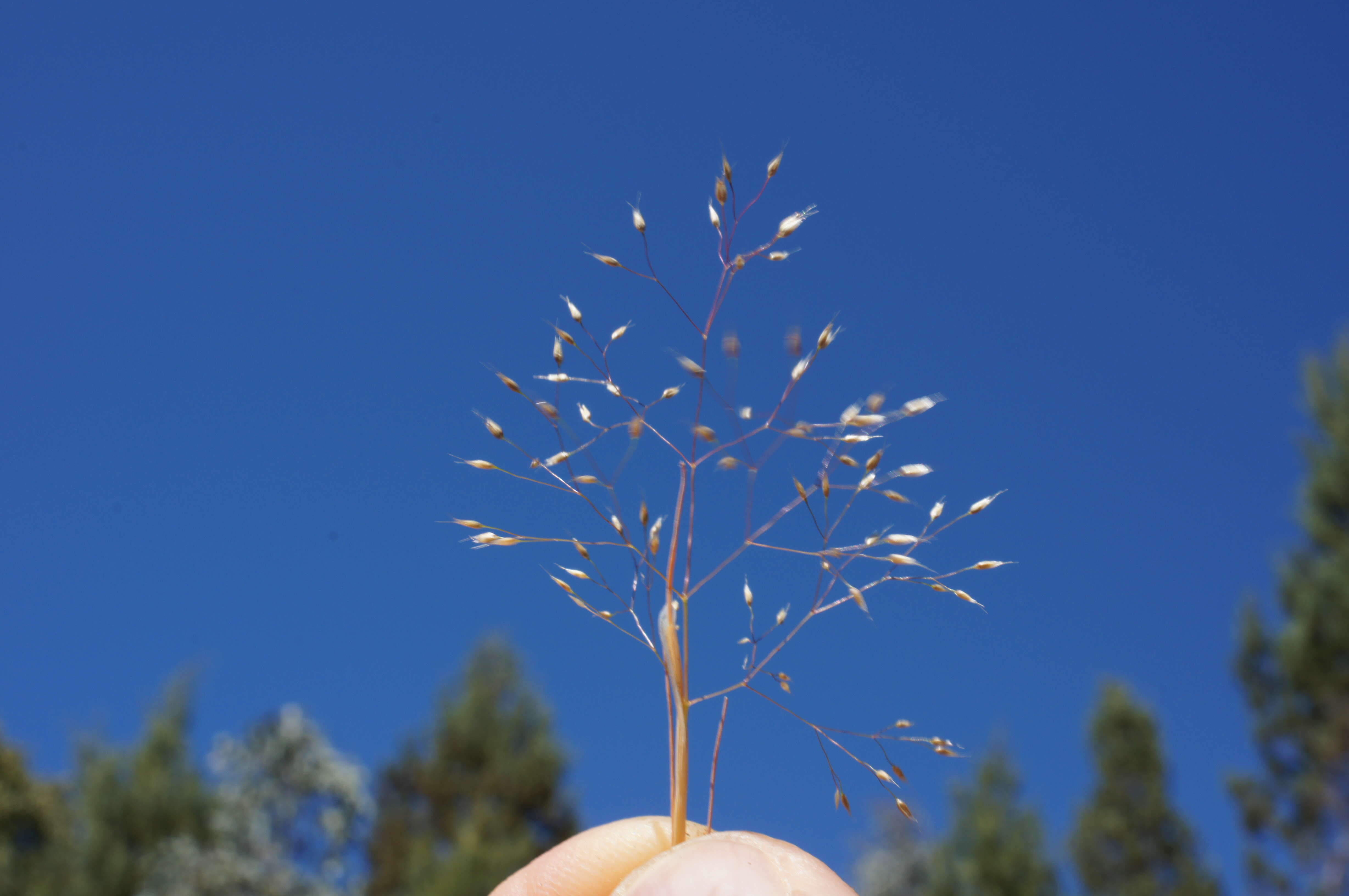 Image of silver hairgrass