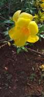 Image of Golden Trumpet or Buttercup Flower