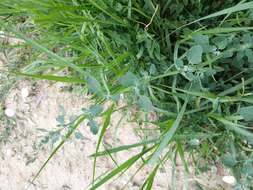 Plancia ëd Chenopodium opulifolium Schrader