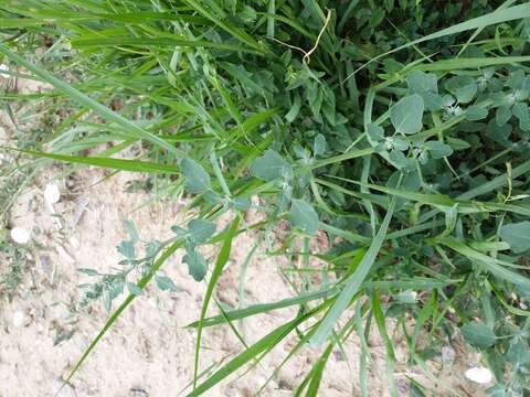 Image of Grey Goosefoot