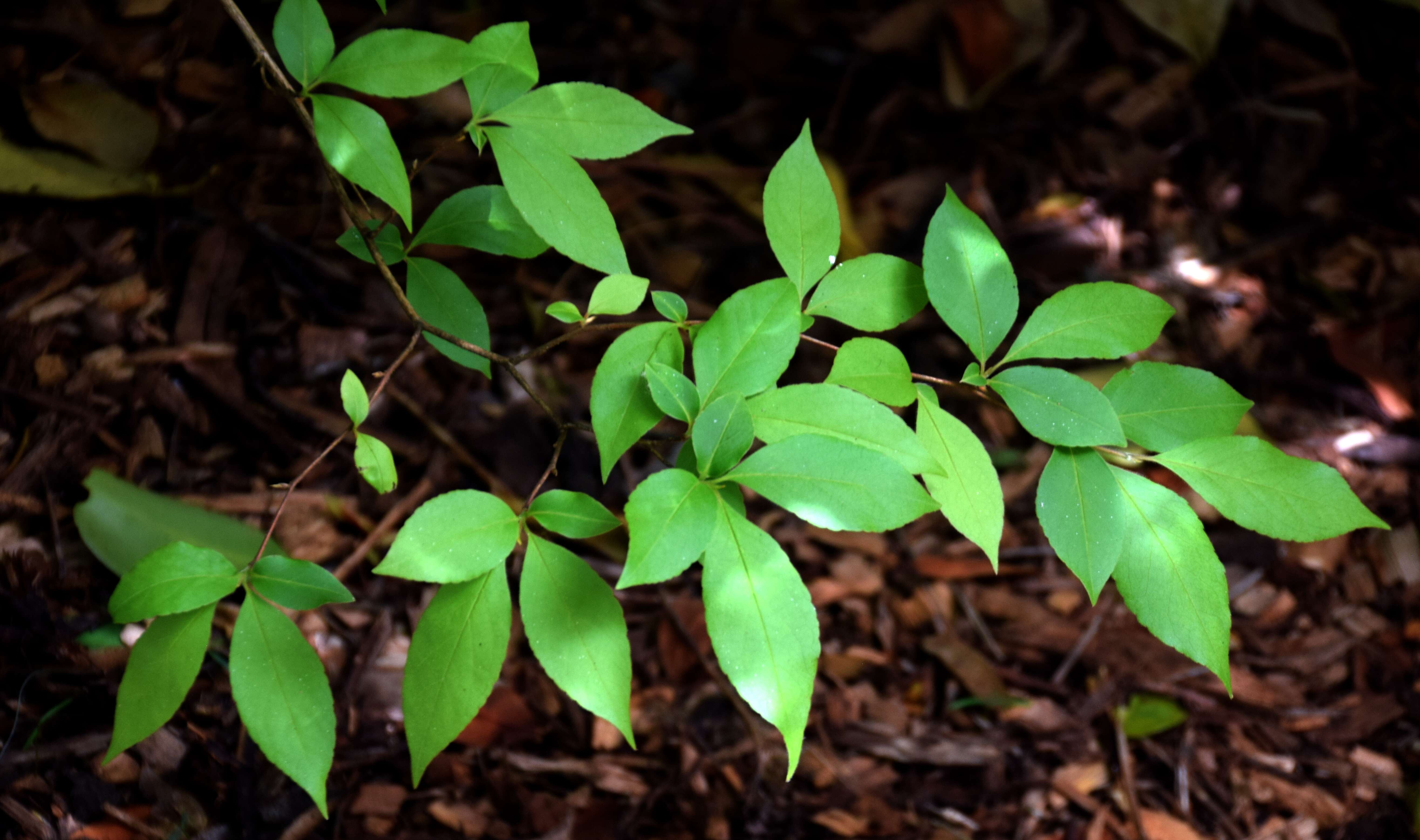 Imagem de Stewartia monadelpha Siebold & Zucc.