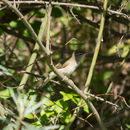 Image of Phylloscopus trochiloides (Sundevall 1837)