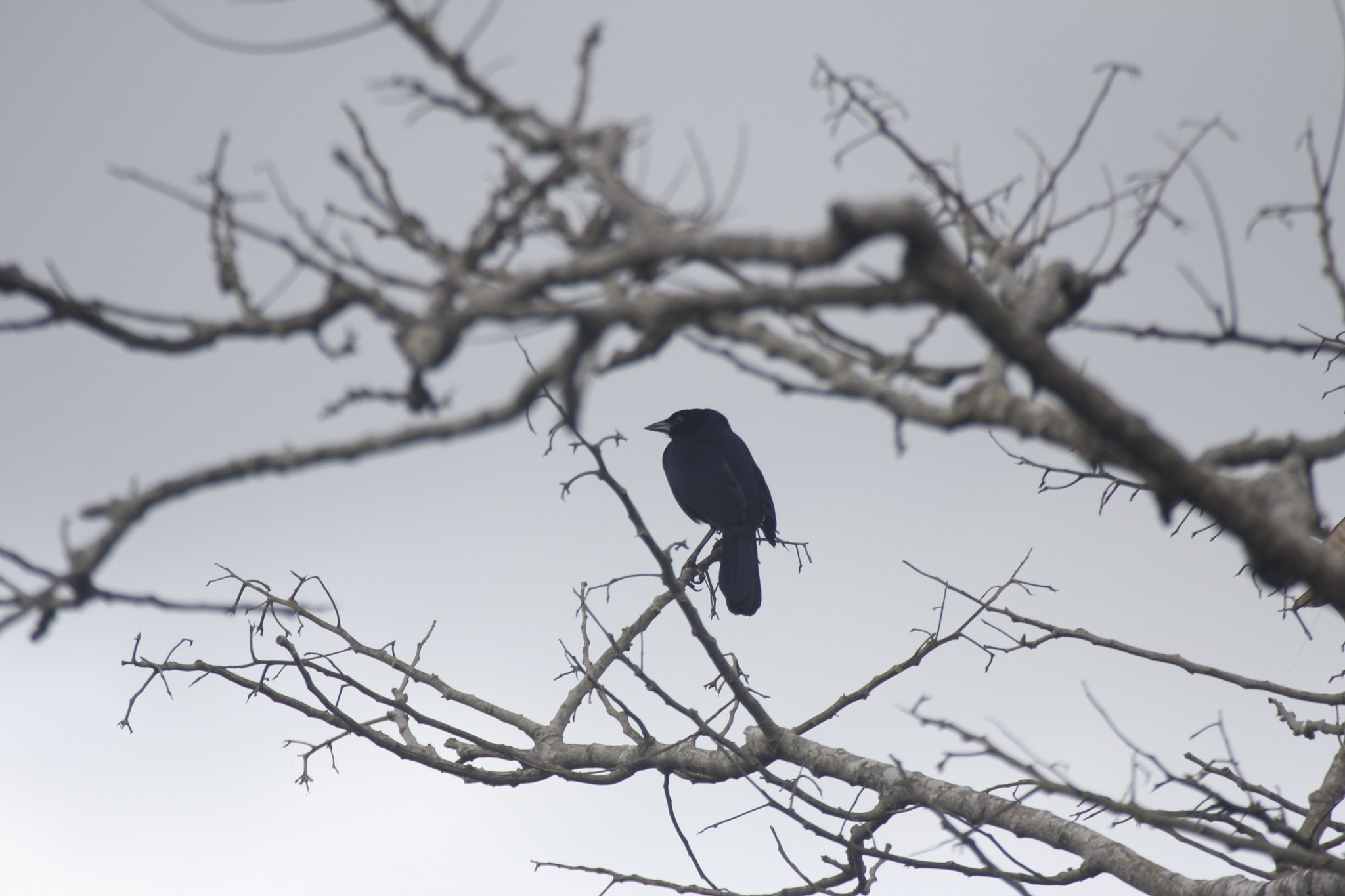 Image of Melodious Blackbird