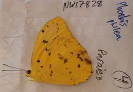 صورة Phoebis philea (Linnaeus 1763)