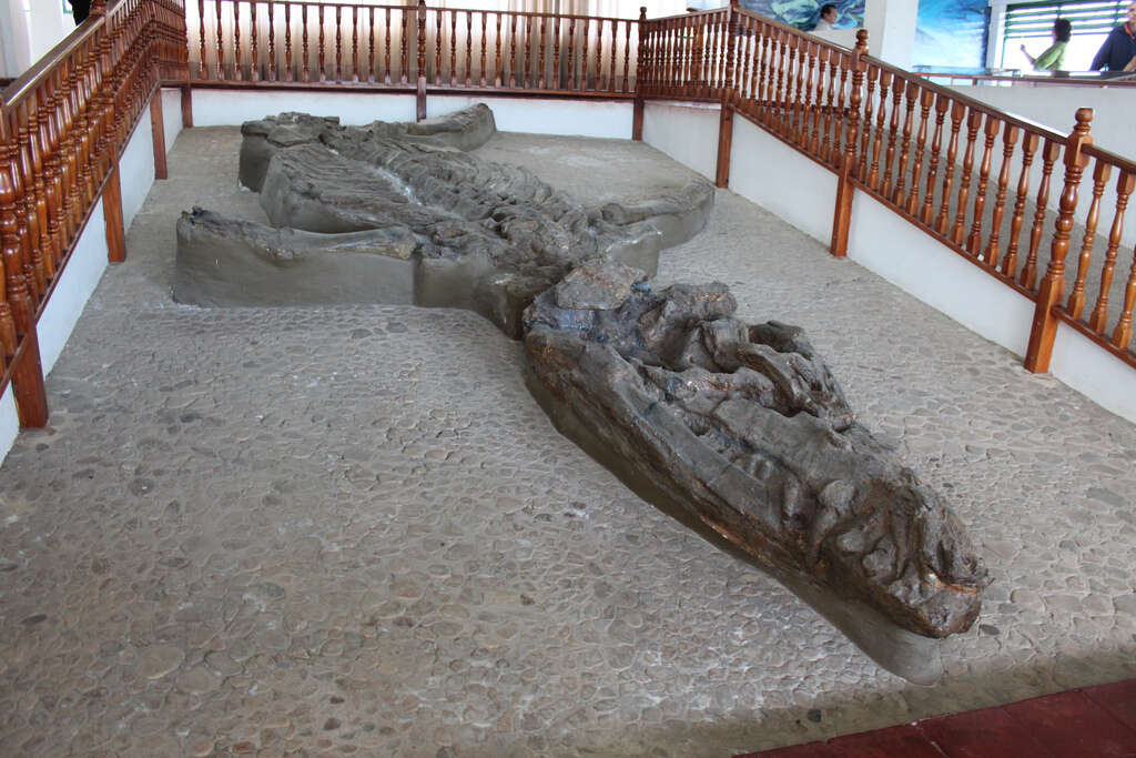 Image of Monquirasaurus