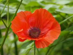 Image of Oriental poppy