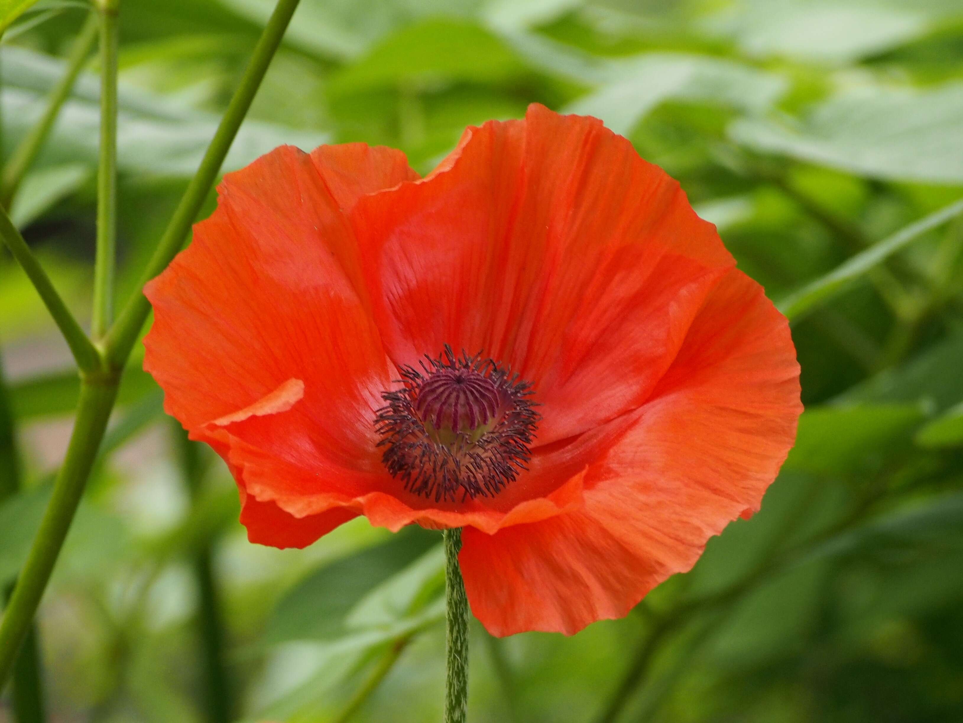 Image of Oriental poppy