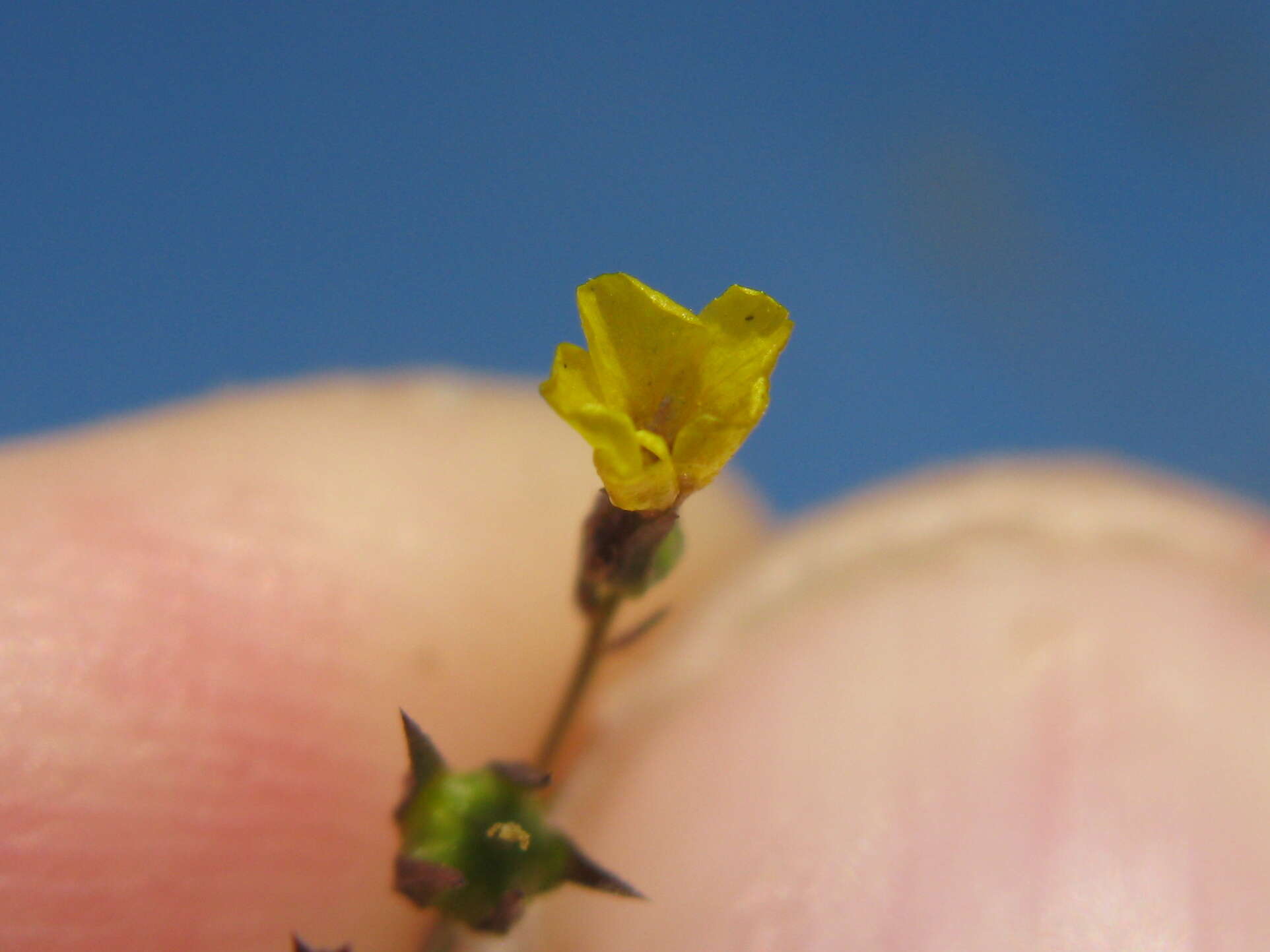 Image of French flax