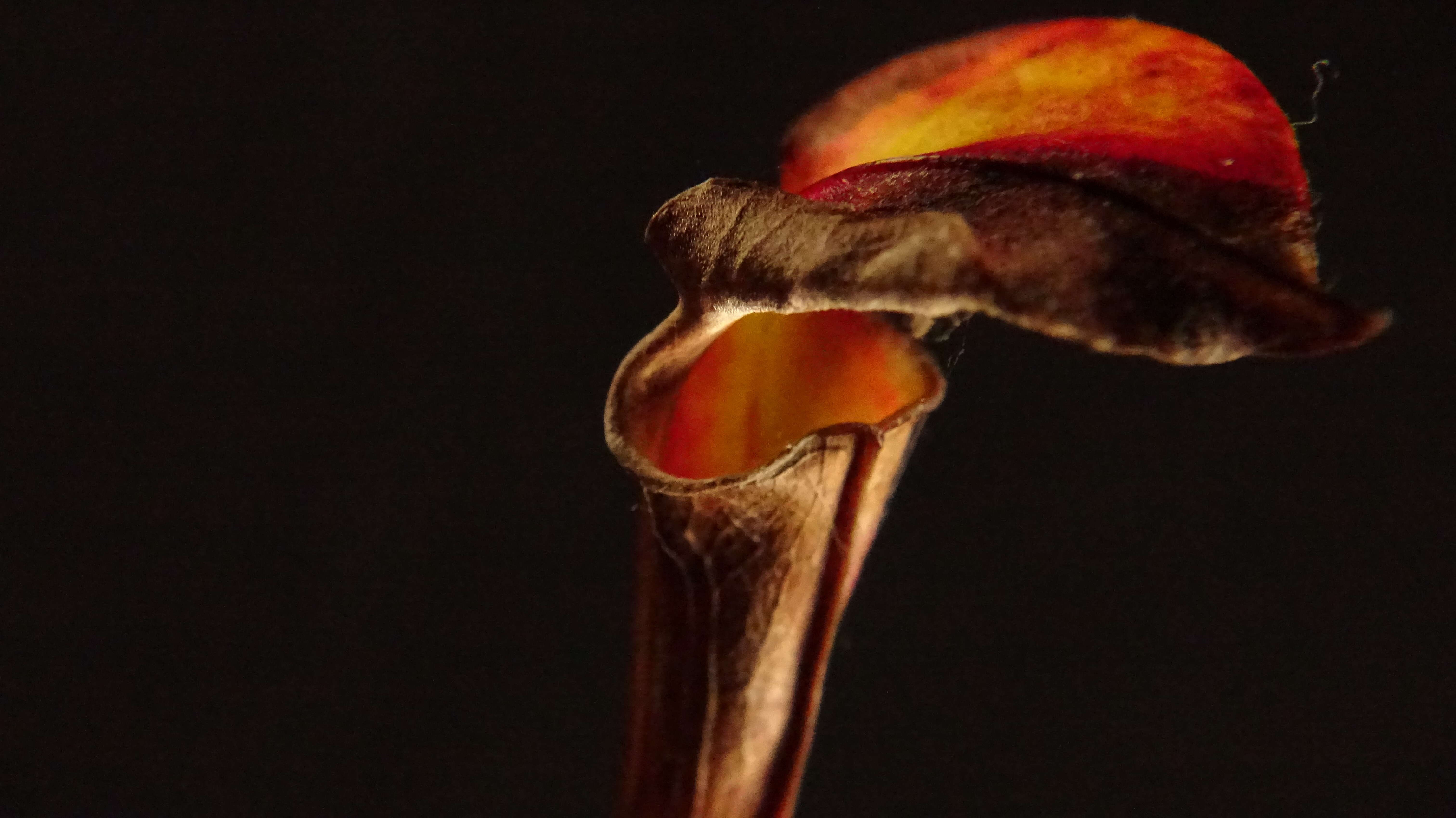 Image of Yellow pitcher plant