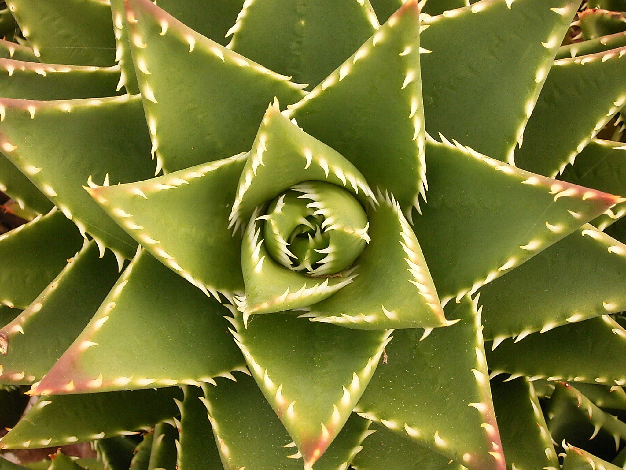 Image of Aloe × nobilis