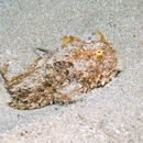 Image of Antennarius striatus (Shaw 1794)