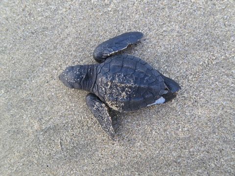 Image of Olive Ridley