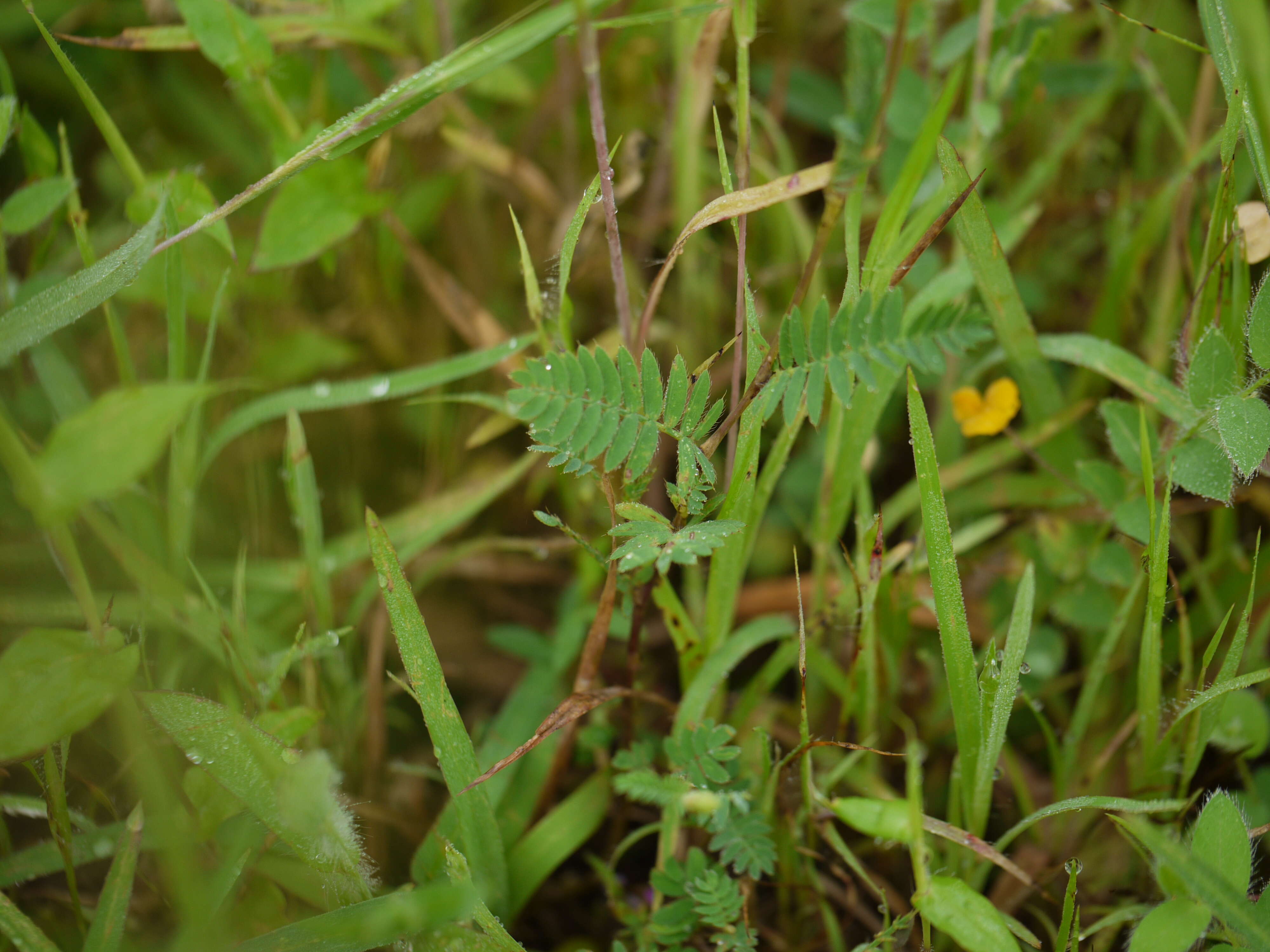 Слика од Smithia purpurea Hook.