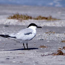 Image of Gelochelidon nilotica (Gmelin & JF 1789)