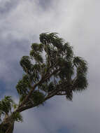 Plancia ëd Dracaena rockii (H. St. John) Jankalski