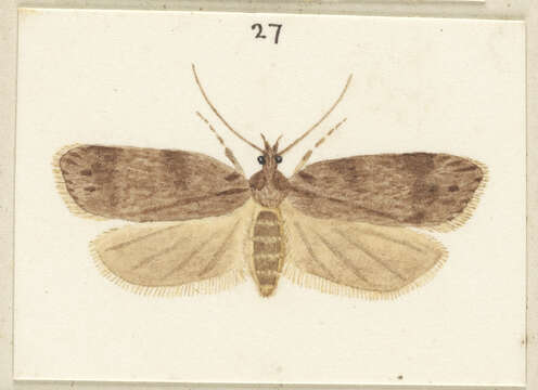 Image of Izatha copiosella Walker 1864