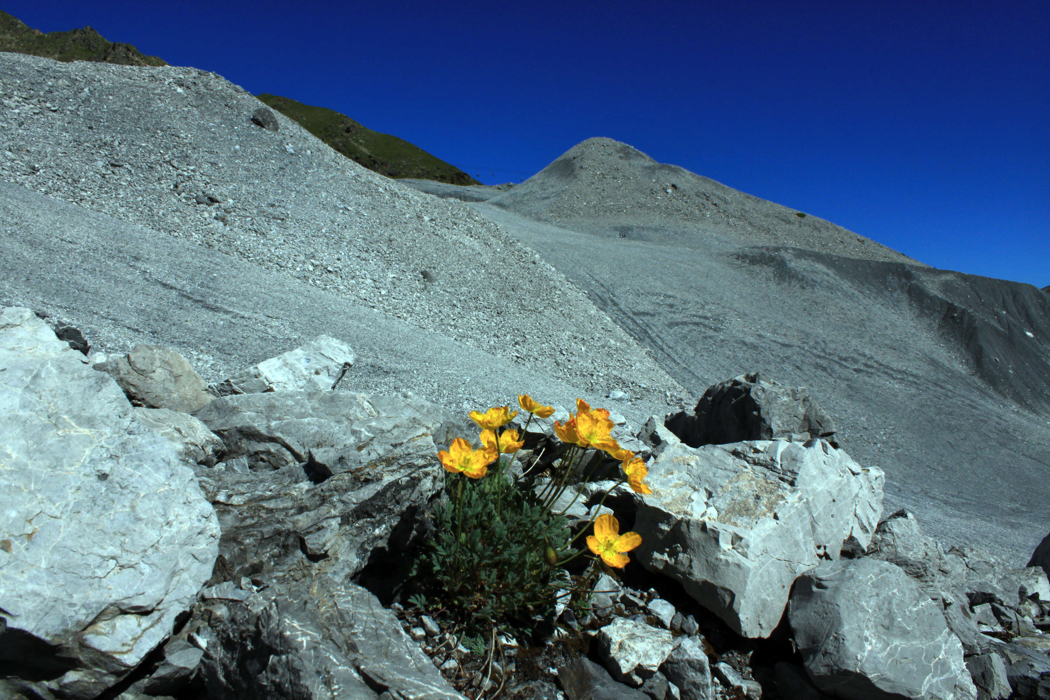 Imagem de Papaver alpinum L.