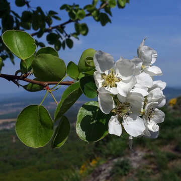 Plancia ëd Pyrus communis subsp. pyraster (L.) Ehrh.