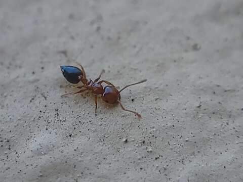 Image of Crematogaster pinicola