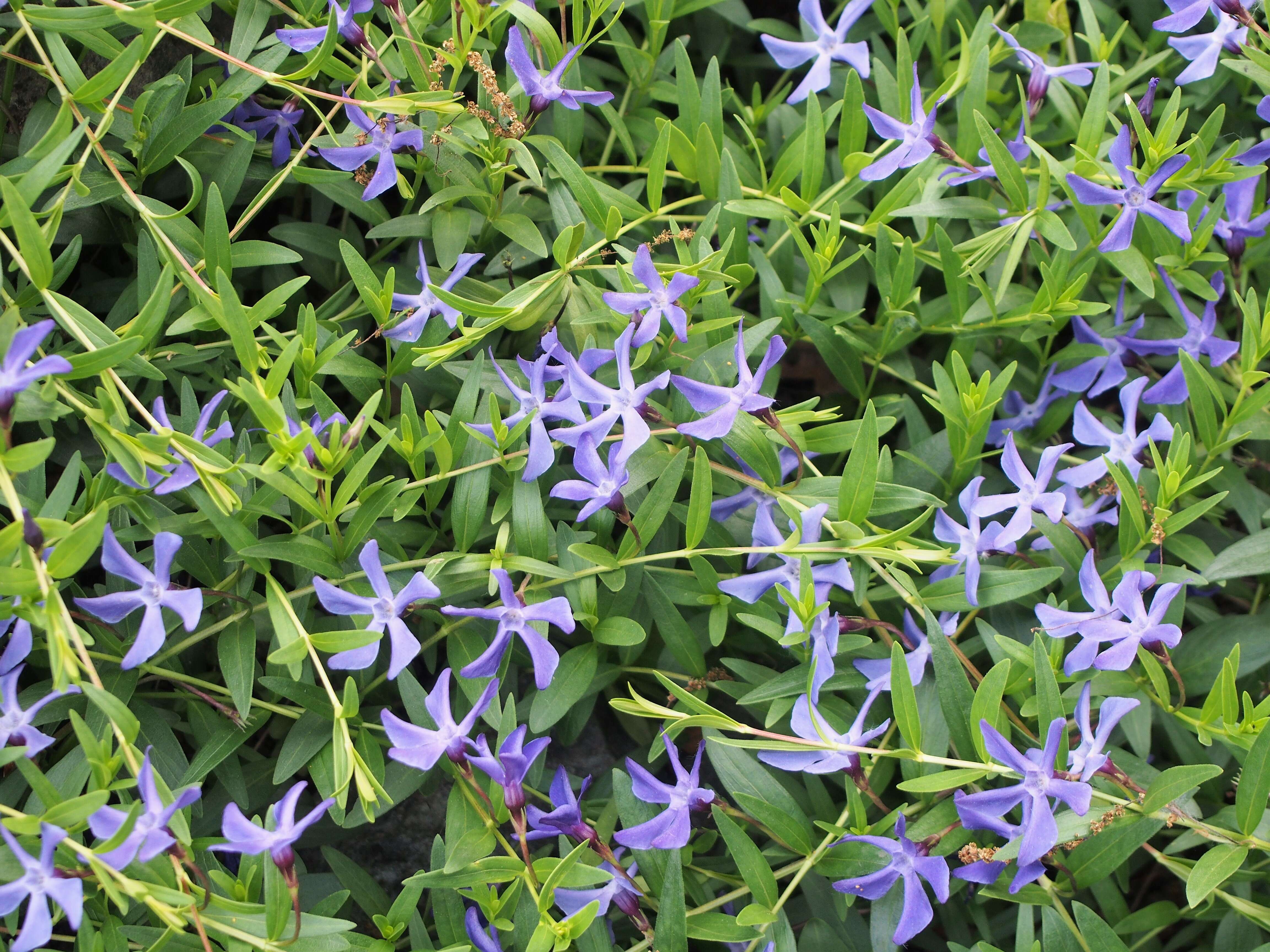 Image of herbaceous periwinkle