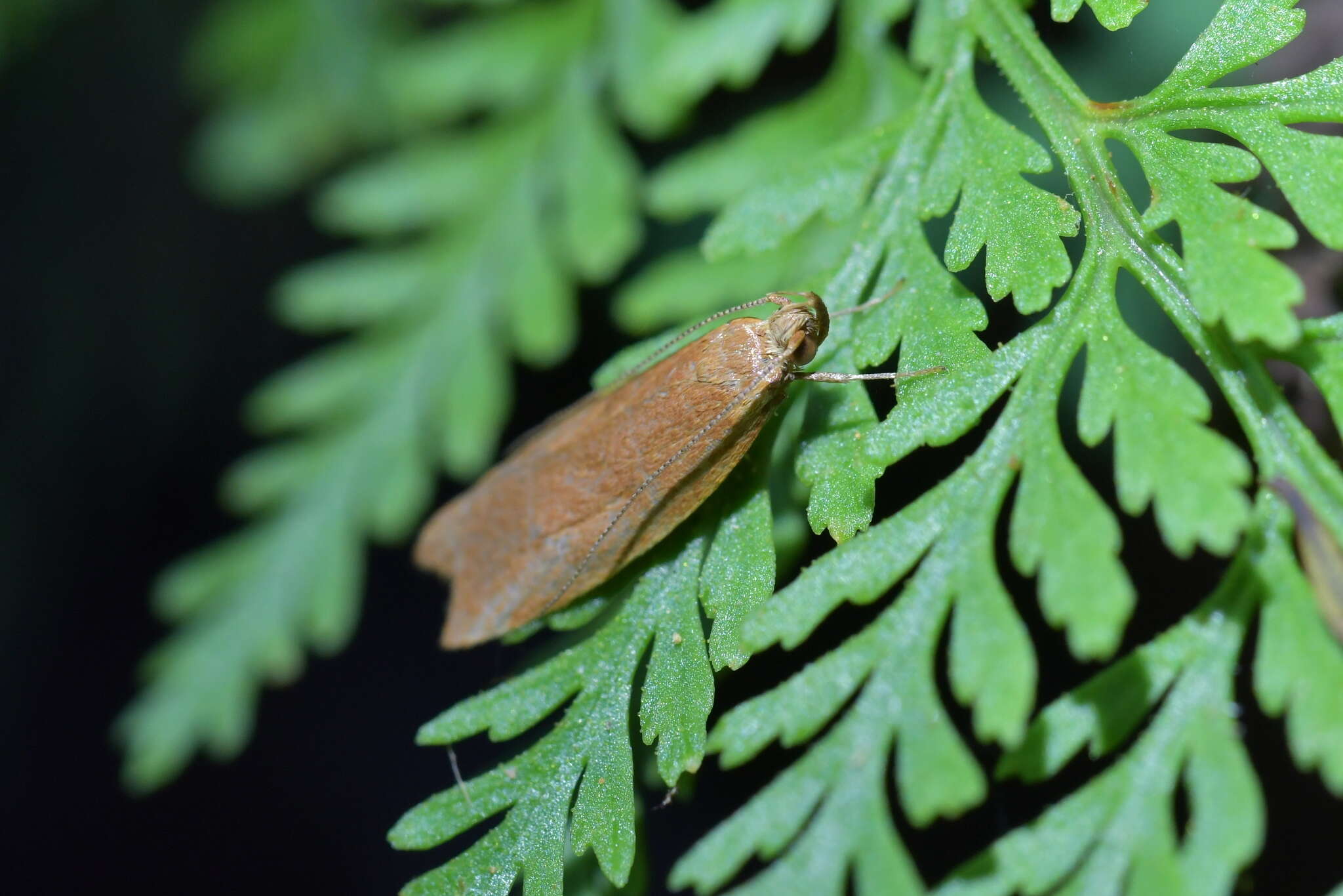 Image of Gymnobathra sarcoxantha Meyrick 1884