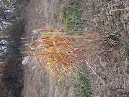 Imagem de Miscanthus sacchariflorus (Maxim.) Benth. & Hook. fil. ex Franch.