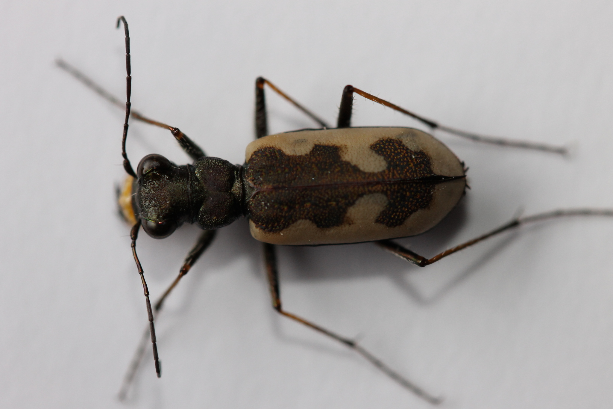 Image of Neocicindela latecincta (White 1846)