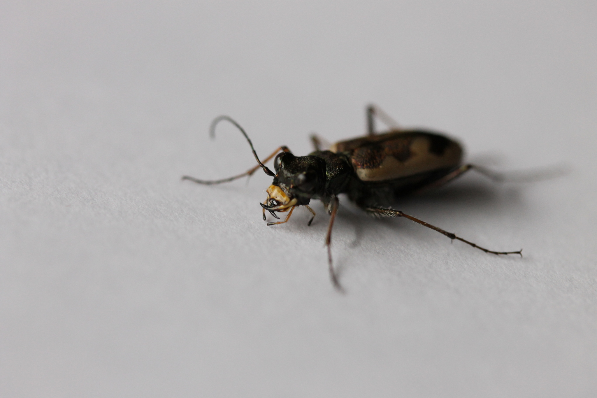 Image of Neocicindela latecincta (White 1846)