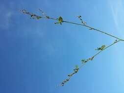 Plancia ëd Chenopodium opulifolium Schrader