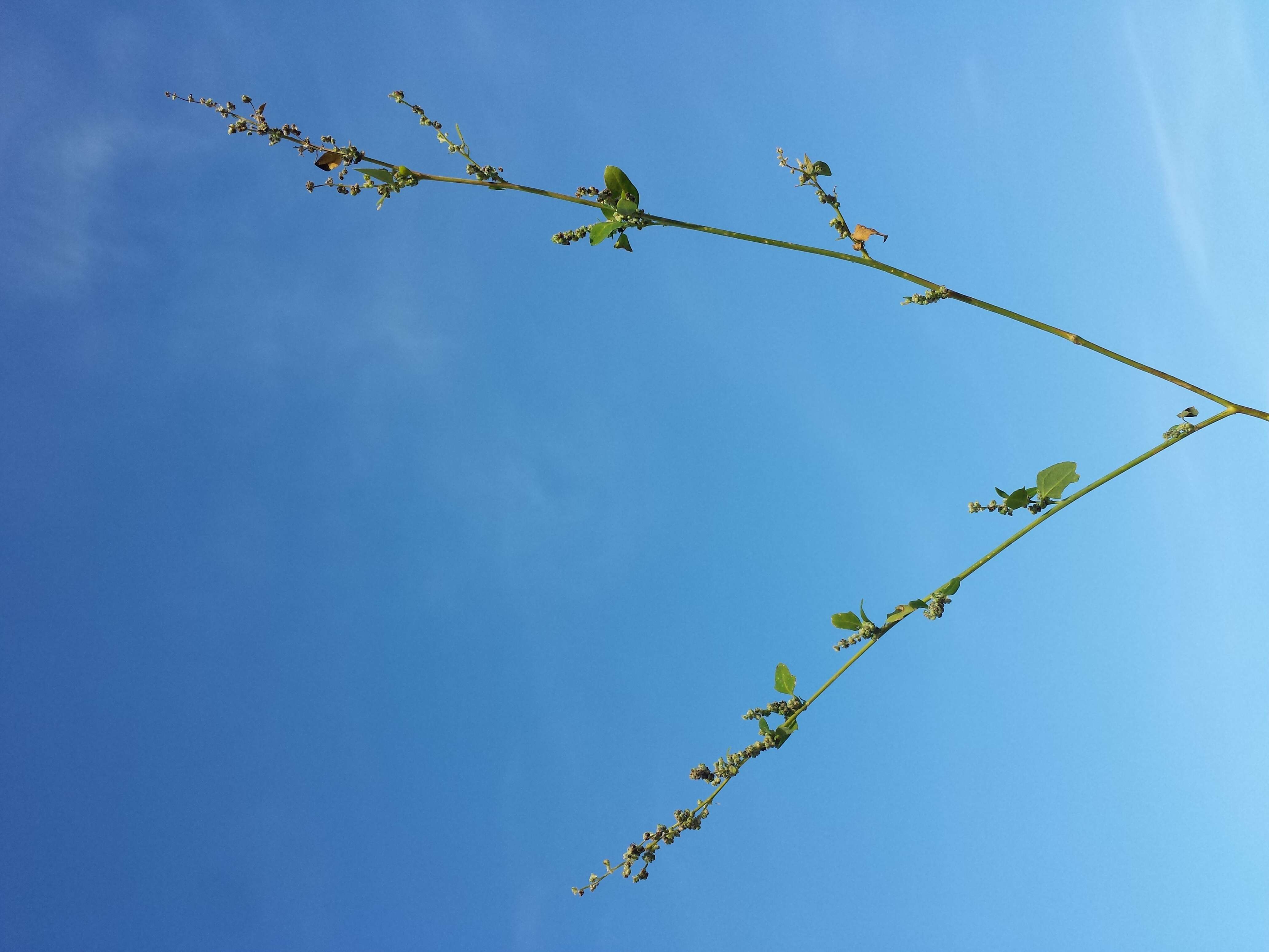 Image of Grey Goosefoot