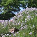 Image of Persian Candytuft