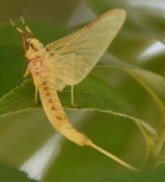 18.https www inaturalist org photos 2086288.580x360