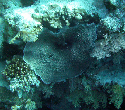Image of Phonograph Coral