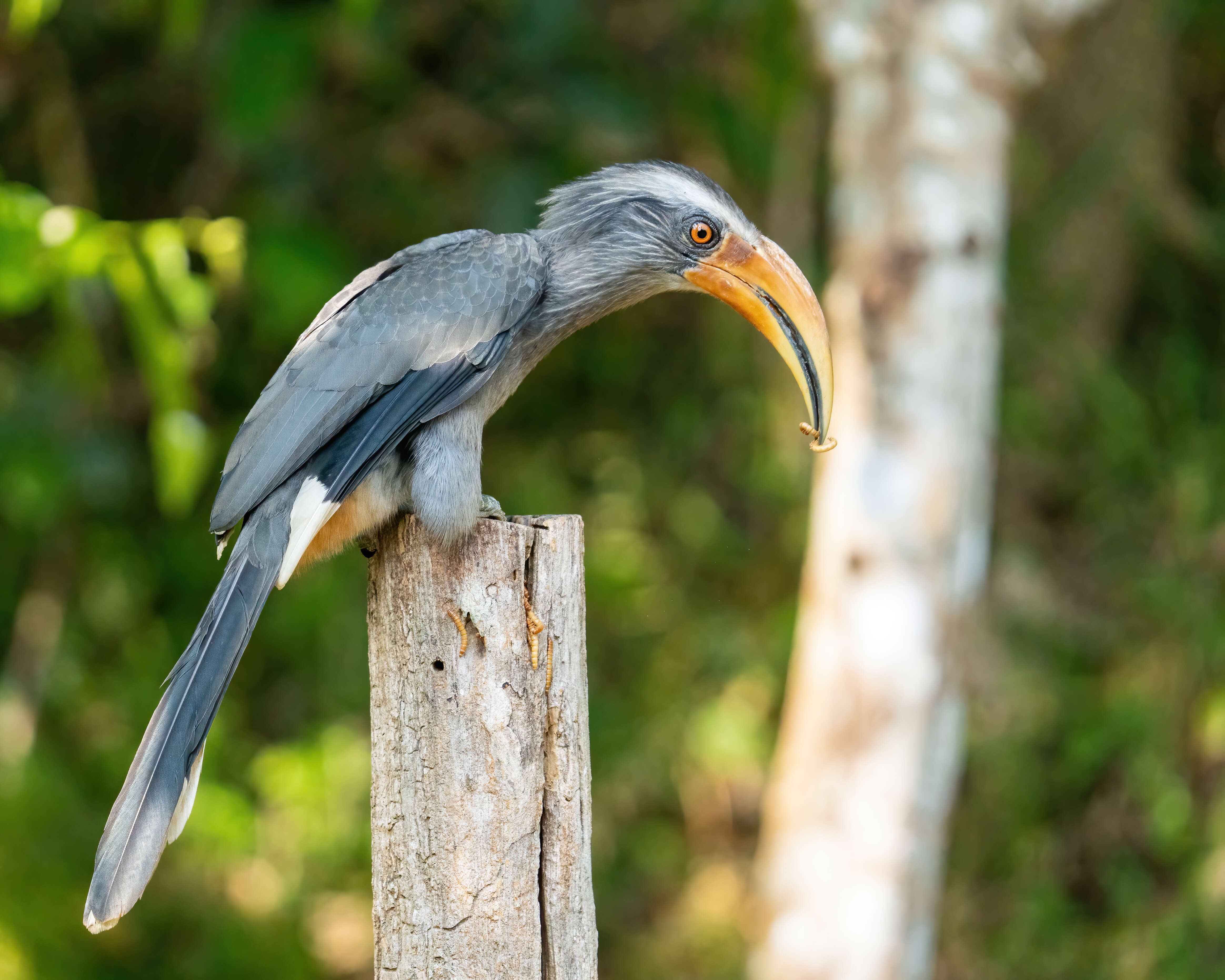 Image of Malabar Grey Hornbill