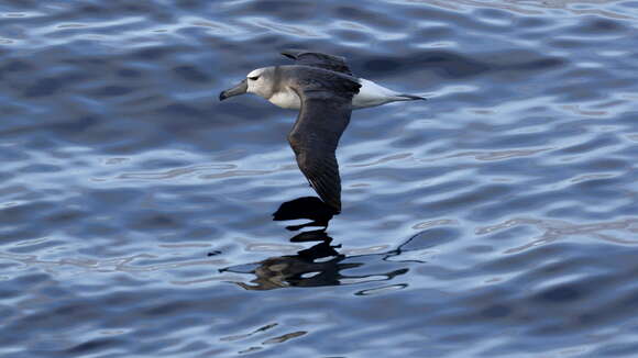 Image of Shy Albatross