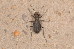 Image of Backroad tiger beetle