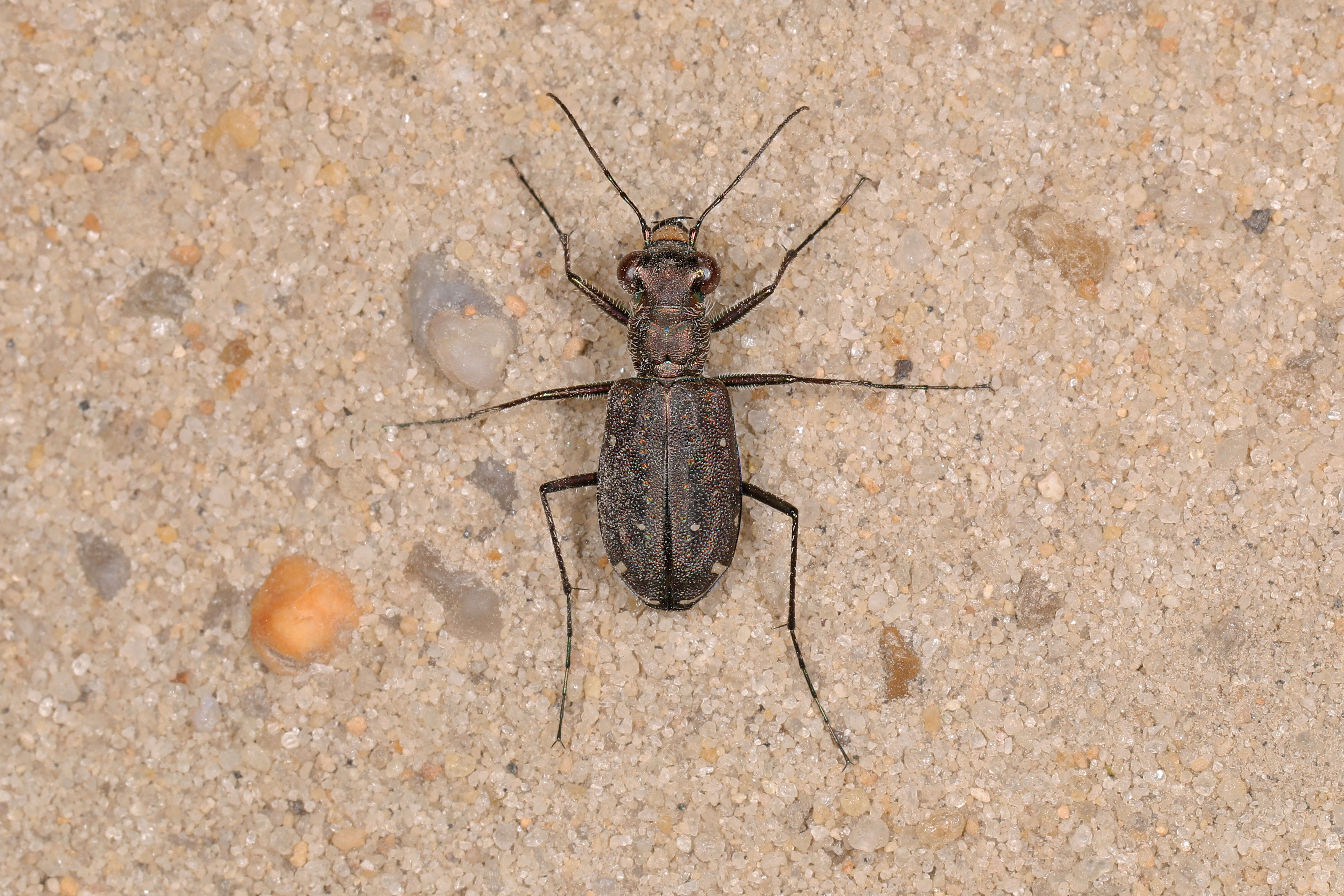 Image of Backroad tiger beetle