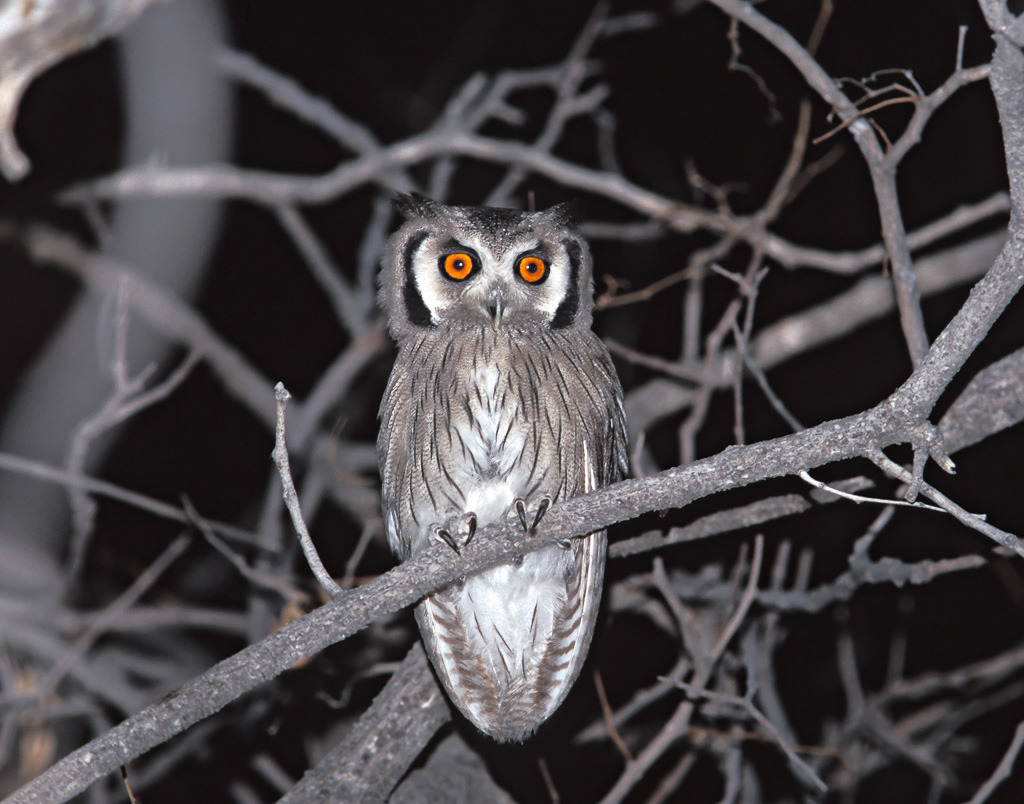 Image of Southern White-faced Owl