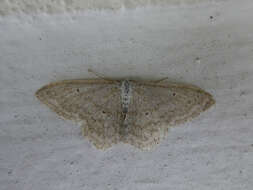 Scopula nigropunctata Hüfnagel 1767的圖片