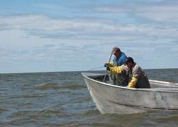 Image of Walleye